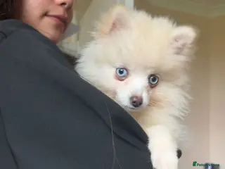 Pomsky dogs F4 TINY TOY Pomsky 1.3kg - Advert 5