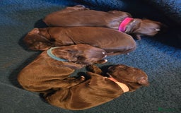 Sprocker dogs for sale: Beautiful Sproker pups for sale   - Image 3