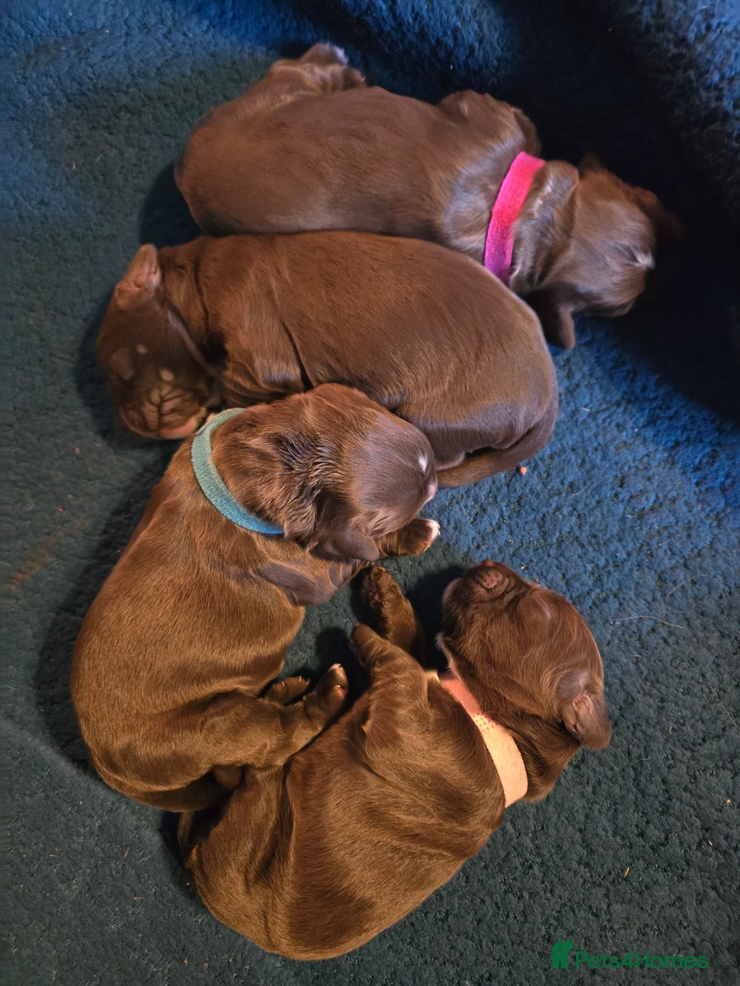 Sprocker dogs for sale: Beautiful Sproker pups for sale   - Image 3