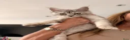 Maine Coon cats for sale: Maine coons  - Advert 4