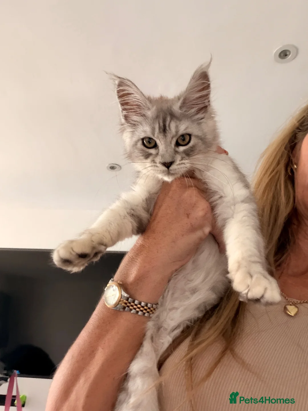 Maine Coon cats for sale: Maine coons  - Advert 4