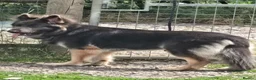 German Shepherd dogs for sale: Stunning Blue & Tan GSD female - Advert 4