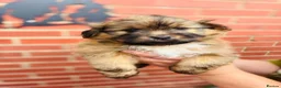 Mixed Breed dogs for sale: Sheltie cross puppies  - Advert 11
