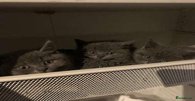 British Shorthair cats - Advert 10