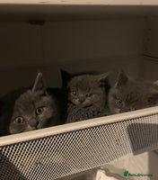 British Shorthair cats - Advert 3