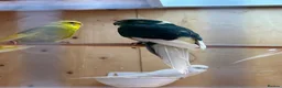 Mixed Breed birds for sale: Cockatiels, kakarikis & budgies  - Advert 8