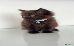 Mixed Breed cats for sale: Kitten long hair  - Image 2
