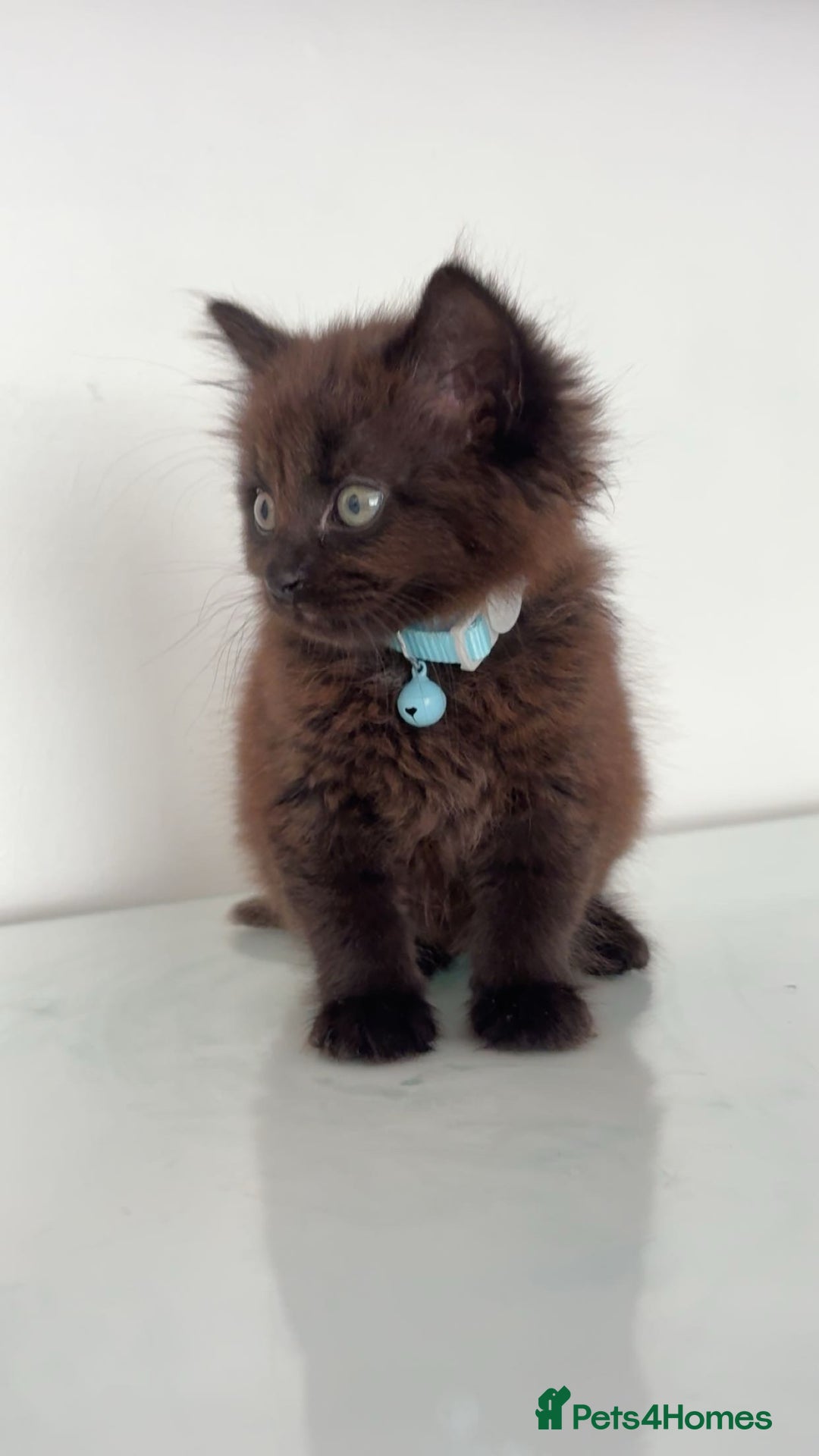 Mixed Breed cats for sale: Kitten long hair  - Image 2