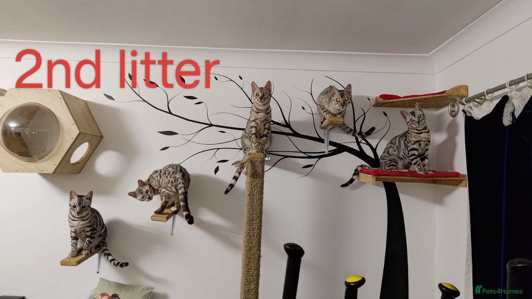 Bengal cats for stud: Charcoal brown bengal stud glitter coat  - Image 8