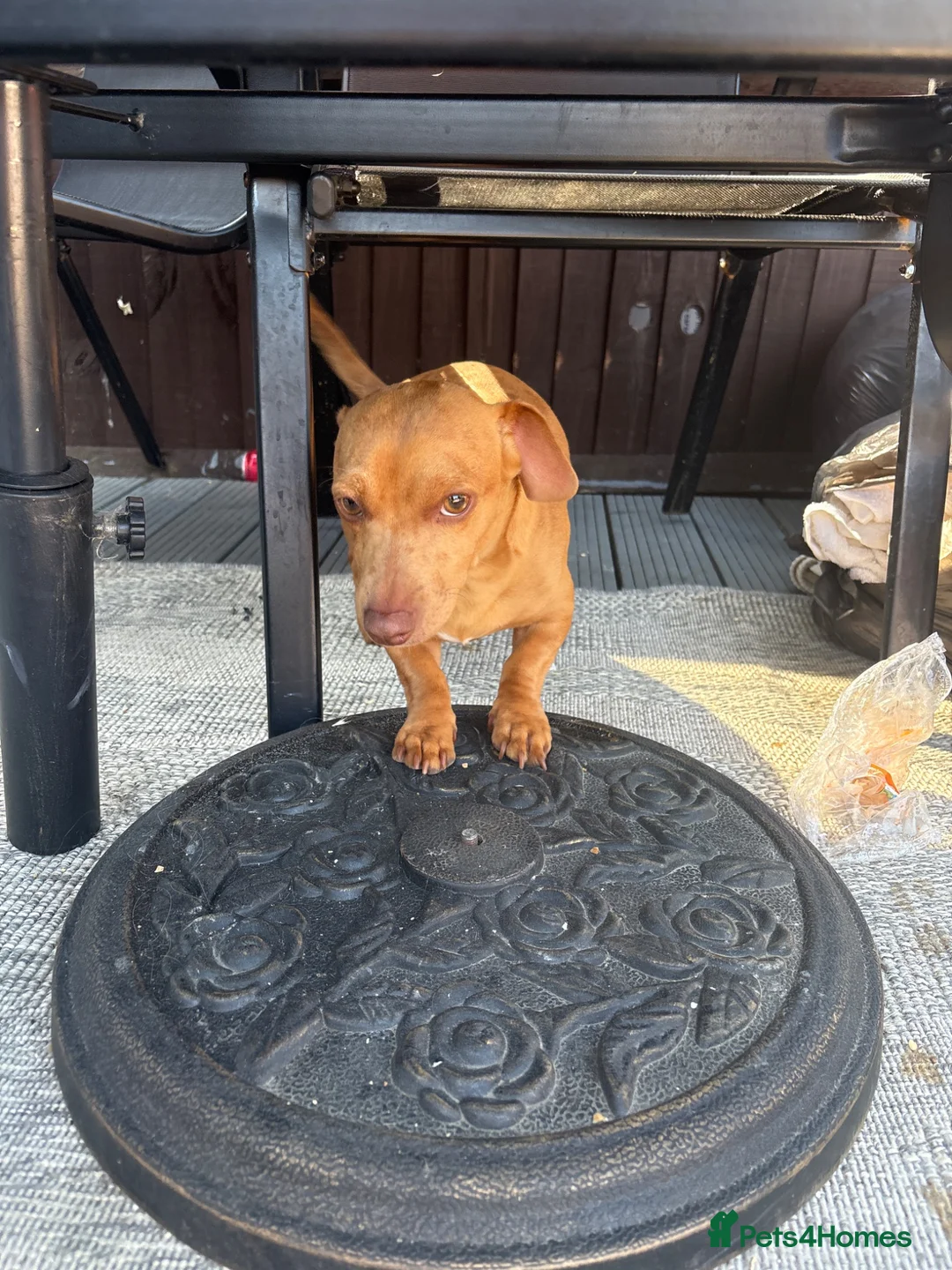 Mixed Breed dogs for sale: Re homing due to family commitments  in Stevenage - Advert 2