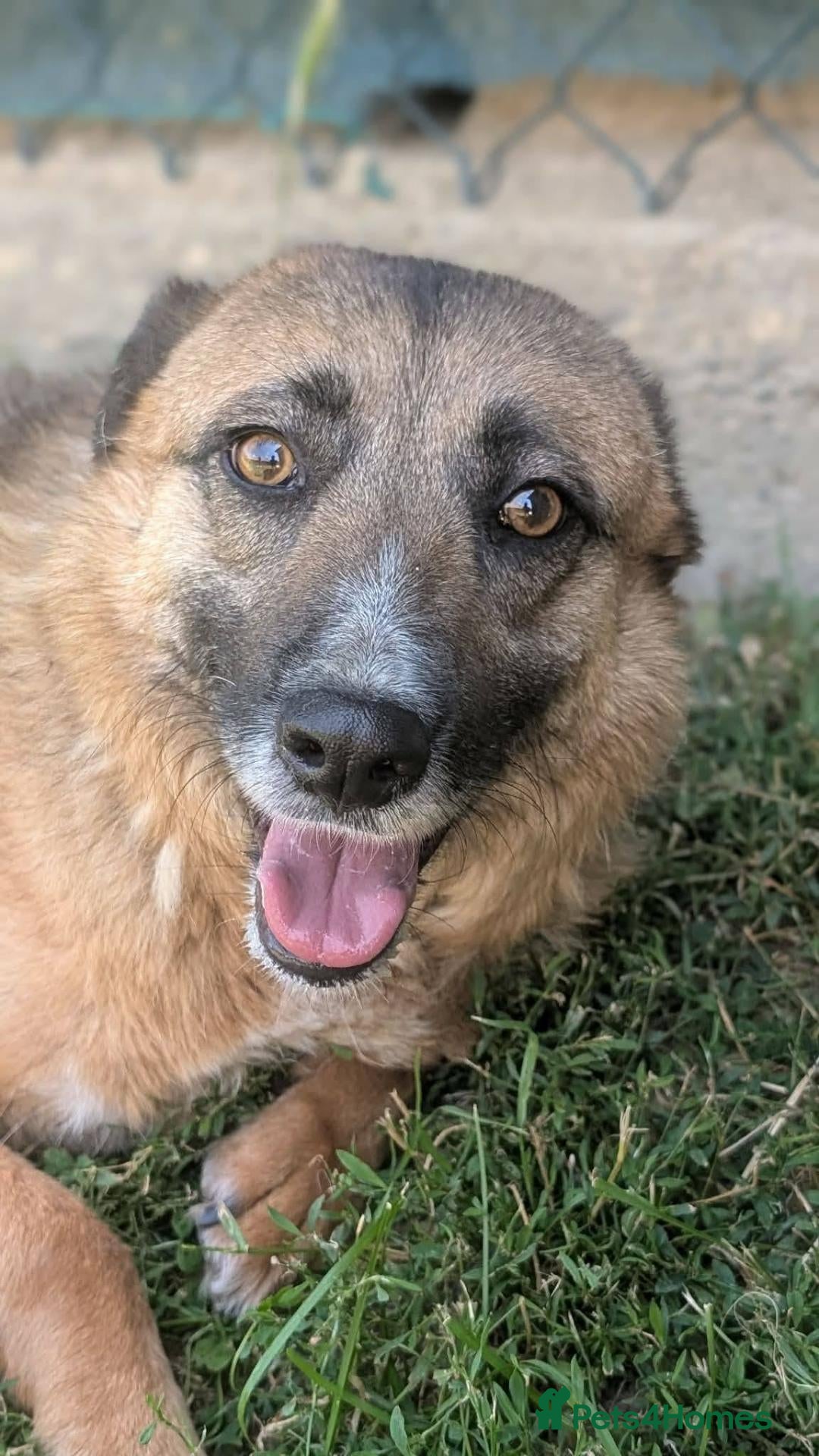 Mixed Breed dogs Gallina for adoption - Advert 1