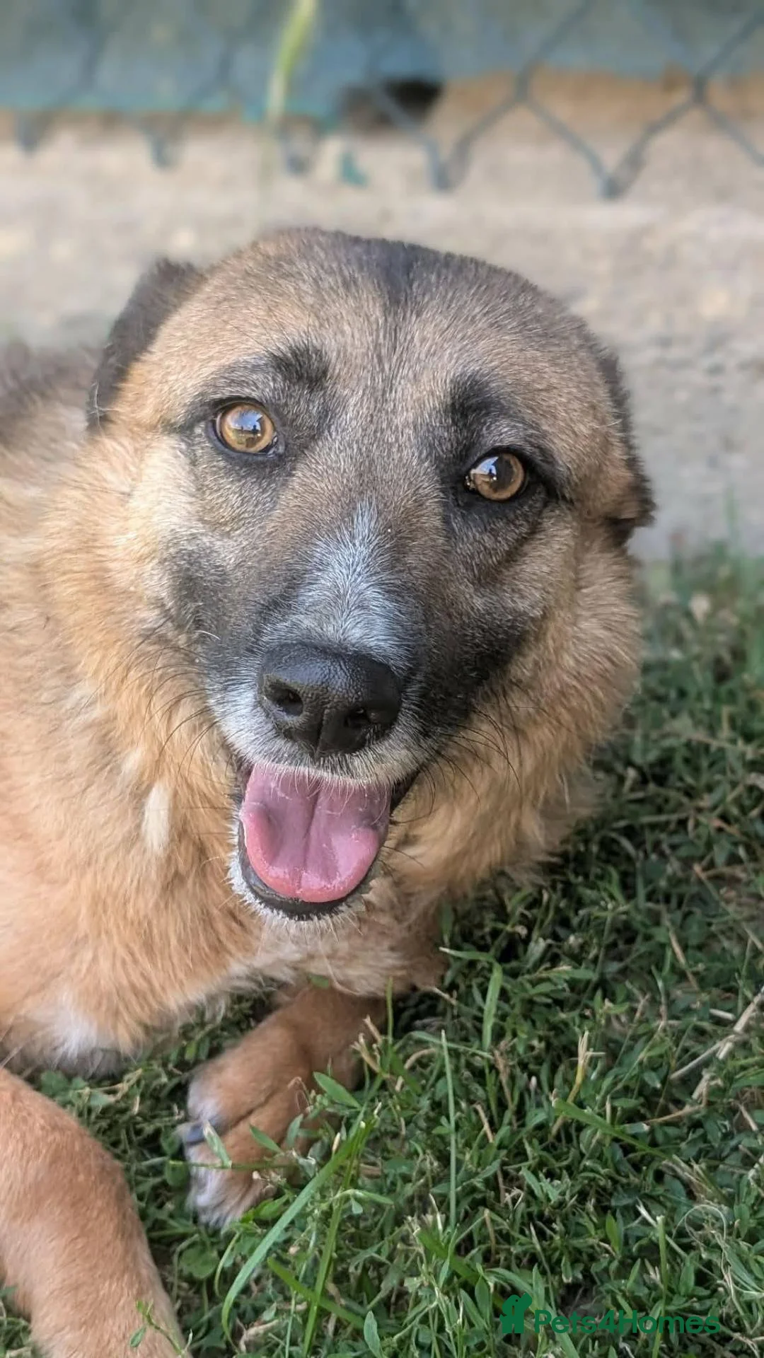 Mixed Breed dogs for adoption: Gallina for adoption in Leigh-on-Sea - Advert 1