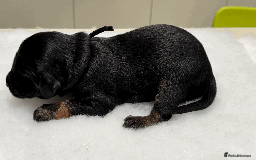 Afghan Hound dogs for sale: Afghan Hound Litter AVAILABLE - Image 10