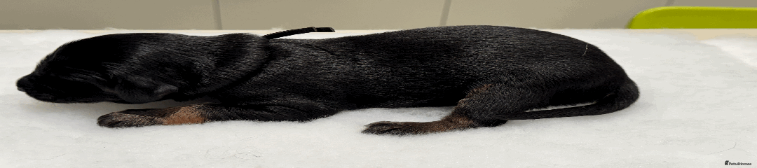 Afghan Hound Puppy 5