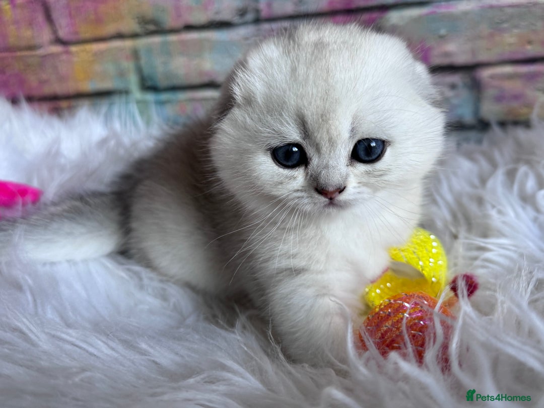 Scottish Fold cats for sale: 📣PEDIGREE SCOTTISH KITTEN(reg.)🐱  - Image 10