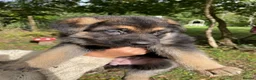 German Shepherd dogs for sale: Strong beautiful playful puppies  - Advert 15