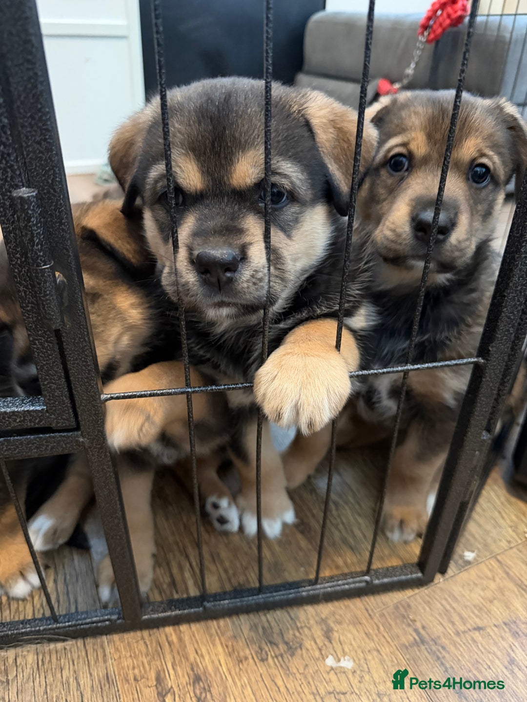 Mixed Breed dogs for sale: HuskyGerman/Rotweiler mixed breed puppies for sale - Advert 11