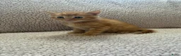 Mixed Breed cats for sale: Five Wonderful, Kichens, Very, Pretty Looking  - Advert 8