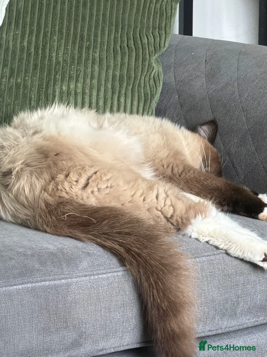 Ragdoll cats for stud: Nimbus avaliable for stud! - Advert 2