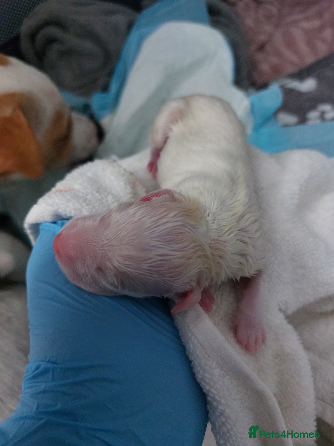 Jack Russell dogs for sale: Jack Russell  puppies for sale  - Image 11