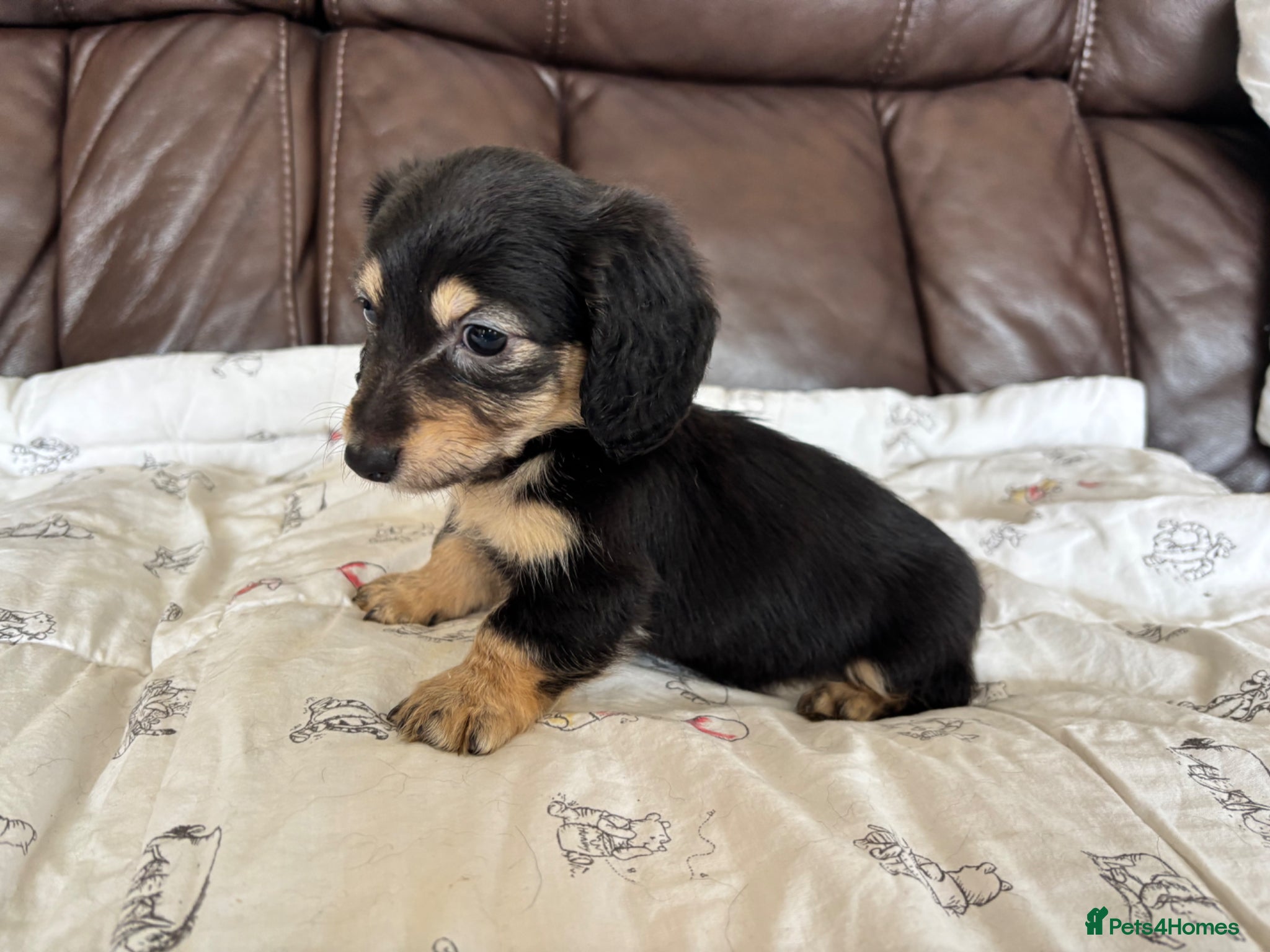 Miniature Dachshund dogs Ready in 1 week Long haired miniature Dachshund  - Advert 2