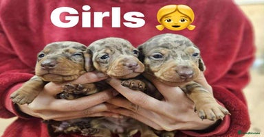Miniature Dachshund dogs - Advert 5