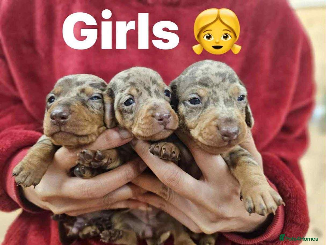 Miniature Dachshund dogs for sale: KC Mini Dachshund Dapple Girls & Boys and Tan Boy - Image 12