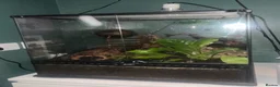 Gecko reptiles for sale: 4 Year Old Female Crested Gecko  in Peterborough - Advert 10