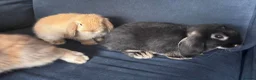 Mini Lop rabbits for sale: 4 x mini lops 8 weeks old for sale - Advert 5