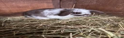 Mini Lop rabbits for sale: Mini lop bunnies - Advert 22