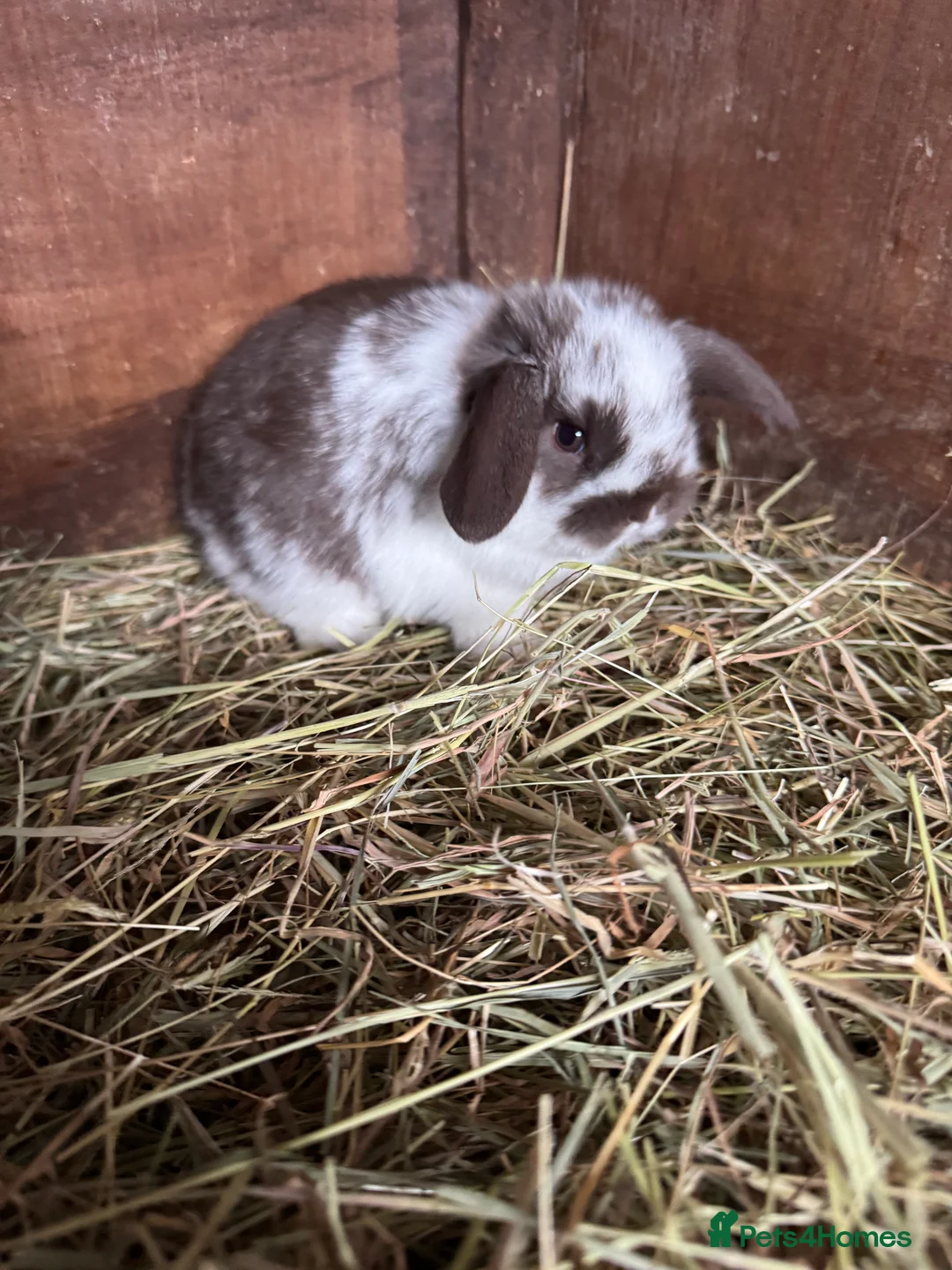 Mini Lop rabbits for sale: Mini lop bunnies - Advert 22