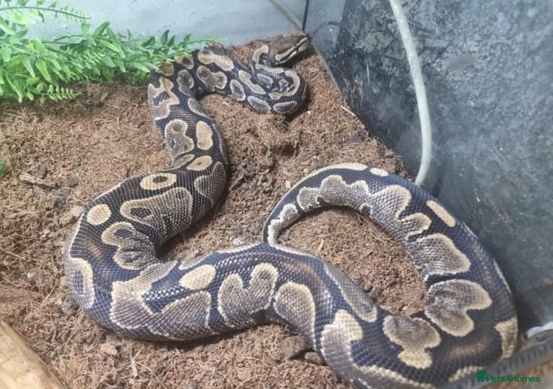 Snake reptiles for sale: Female Royal Python - Image 1