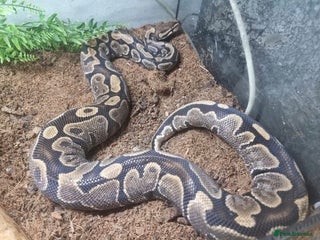 Snake reptiles - Advert 2