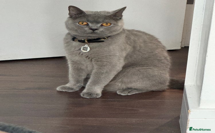 British Shorthair cats - Advert 6