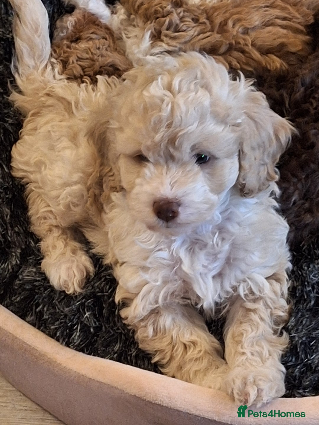 Cockapoo dogs for sale: 🐾✨  Ruby’s Toy Cockerpoo Pups Have Arrived! ✨🐾 - Advert 9