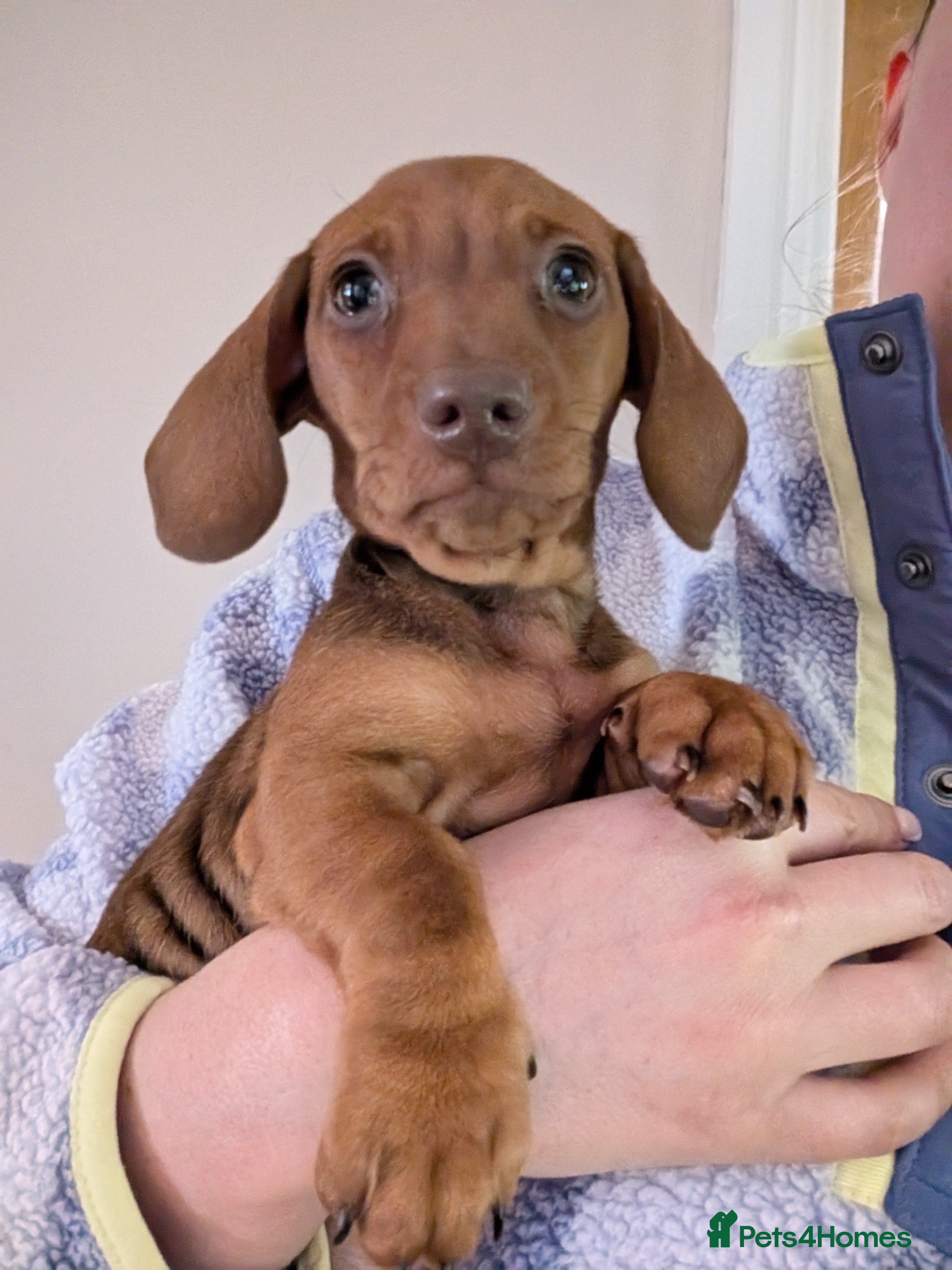 Miniature Dachshund dogs Beautiful Miniature Dashound Puppies For Sale - Advert 6
