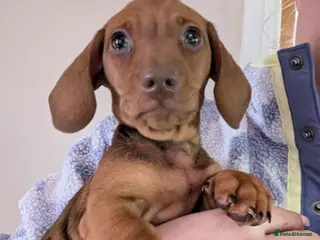 Miniature Dachshund dogs Beautiful Miniature Dashound Puppies For Sale - Advert 6