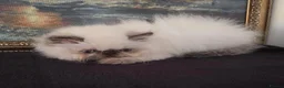 Persian cats for sale: Persian Himalayan Kittens - Advert 11
