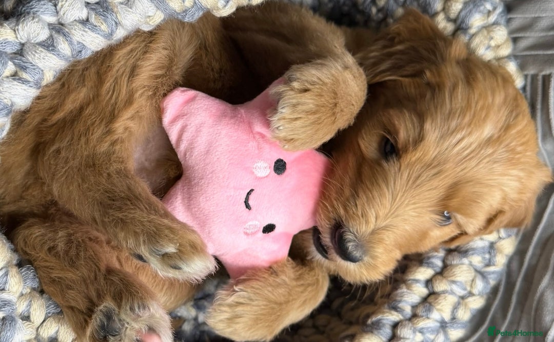 Goldendoodle dogs for sale: F1B Goldendoodle Puppies from a Therapy Dog - Image 3