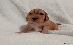 Cocker Spaniel dogs for sale: Show cocker spaniel pups ready 4th November  - Image 1