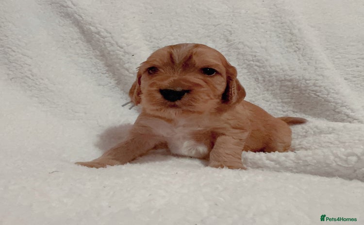 Cocker Spaniel dogs - Advert 3