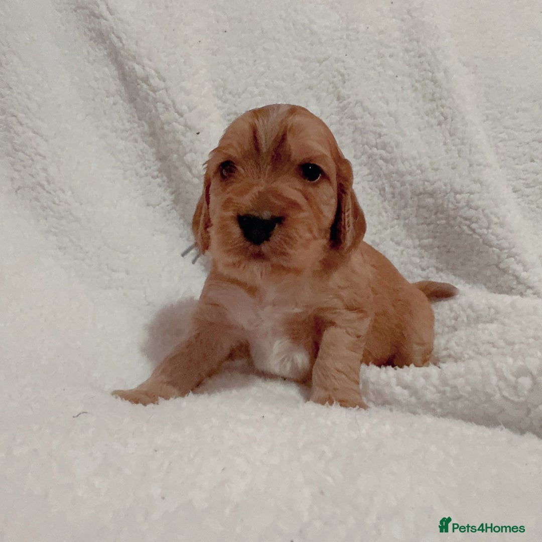 Cocker Spaniel dogs for sale: Show cocker spaniel pups ready 4th November  - Image 1