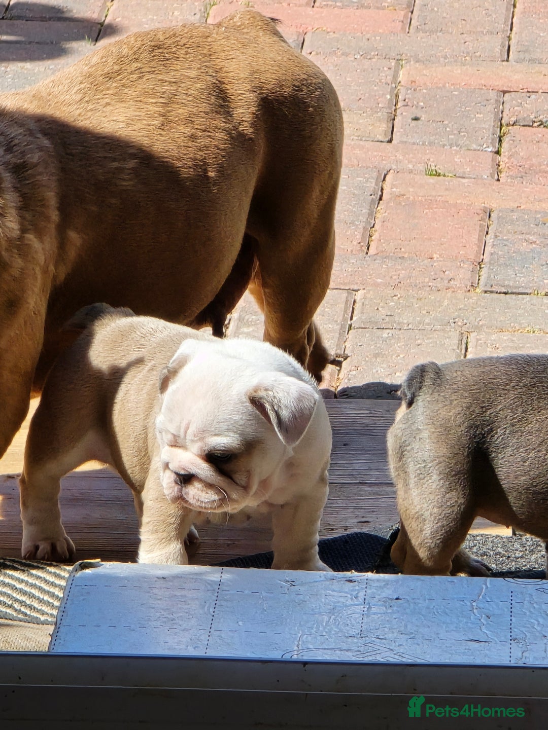Mixed Breed dogs for sale: Mum frenchie dad English bulldog  - Image 6