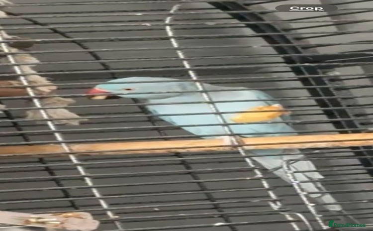 Ringnecks birds - Advert 16