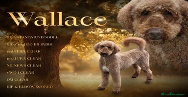 Goldendoodle dogs - Advert 3
