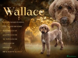 Goldendoodle dogs - Advert 4