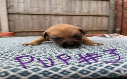 Mixed Breed dogs for sale: Staffordshire bull terrier cross whippets - Image 10