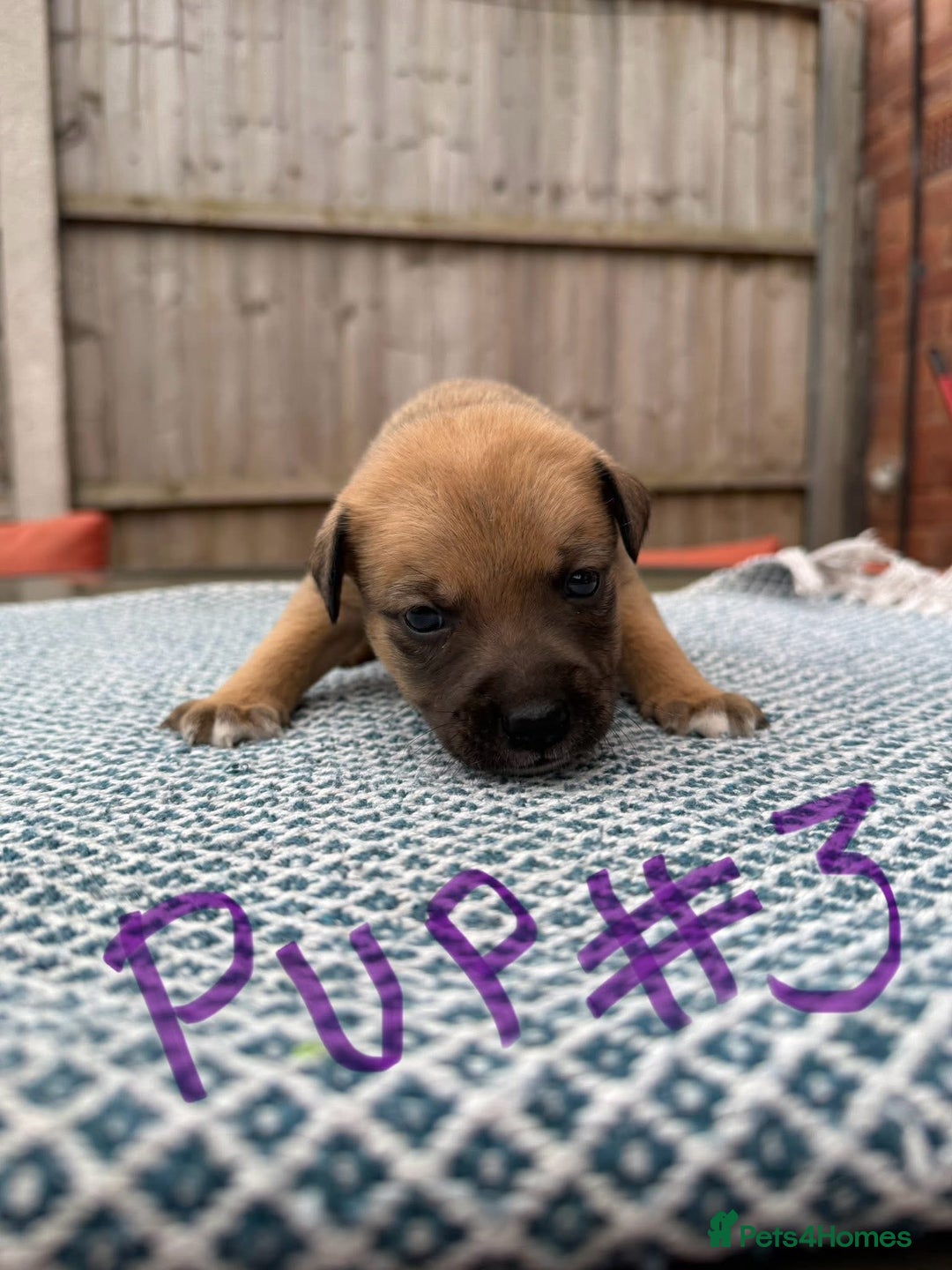 Mixed Breed dogs for sale: Staffordshire bull terrier cross whippets - Image 10