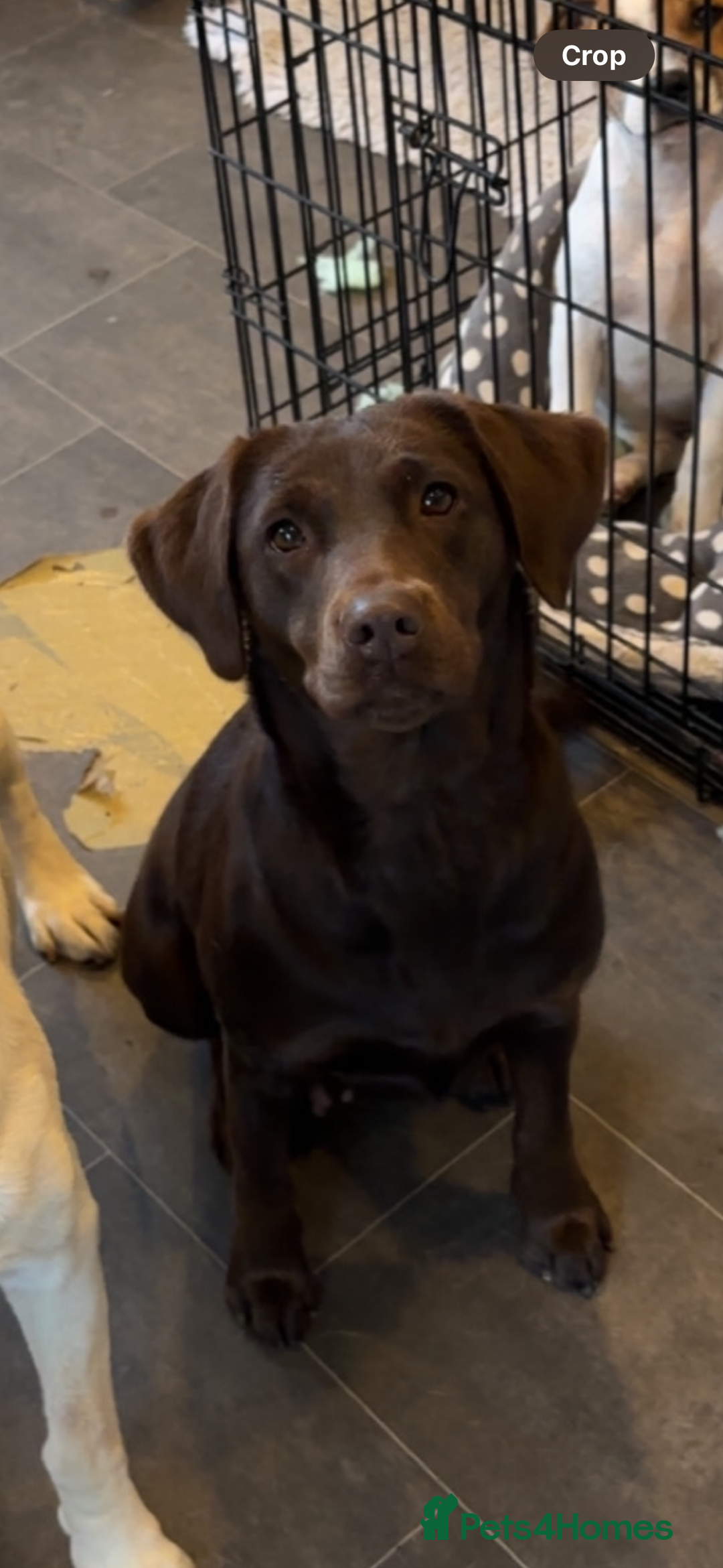 Labrador Retriever dogs for sale: Chocolate Labrador bitch - Advert 6