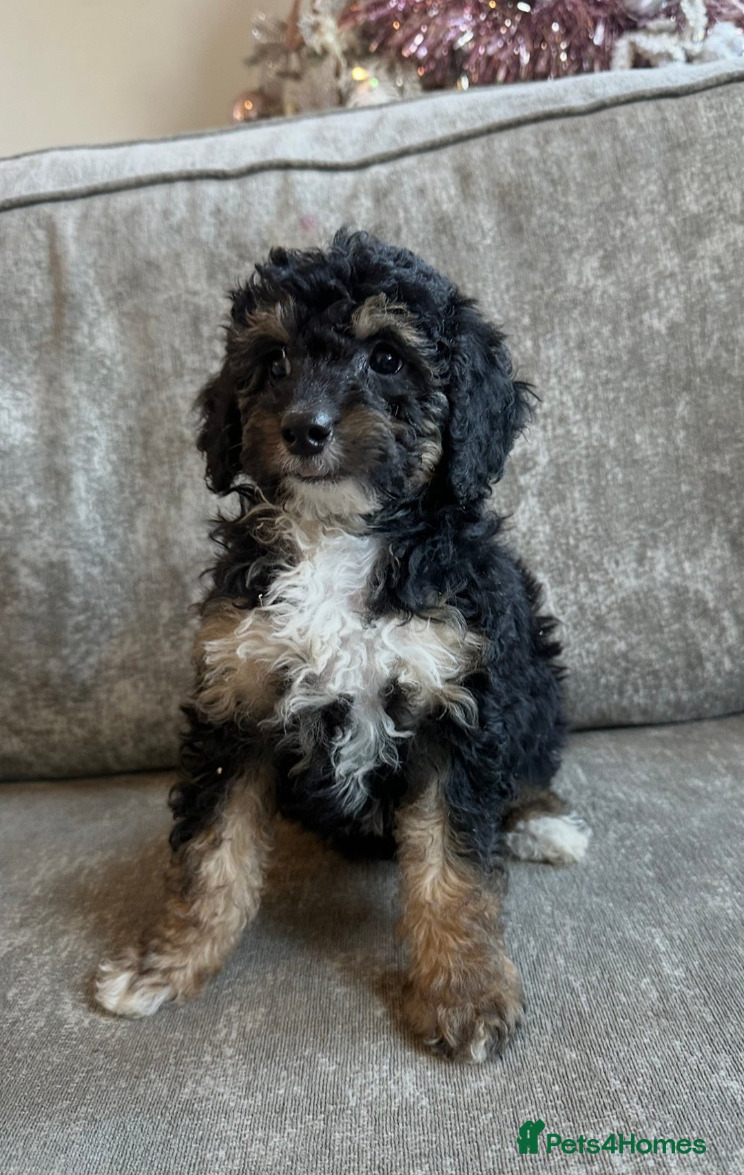 Cavapoo dogs for sale: Beautiful Cavapoos’s  - Advert 23